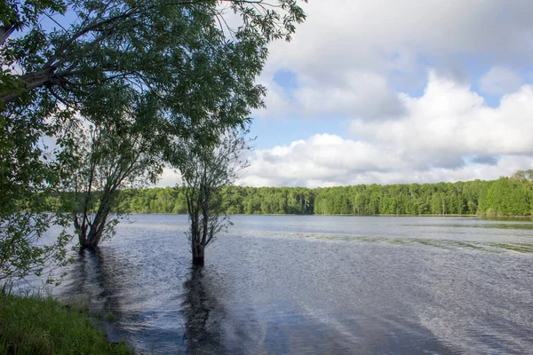Bäume Stehen Wasser Breiter Fluss Verschüttet Der Breite Sibirische Fluss — Stockfoto