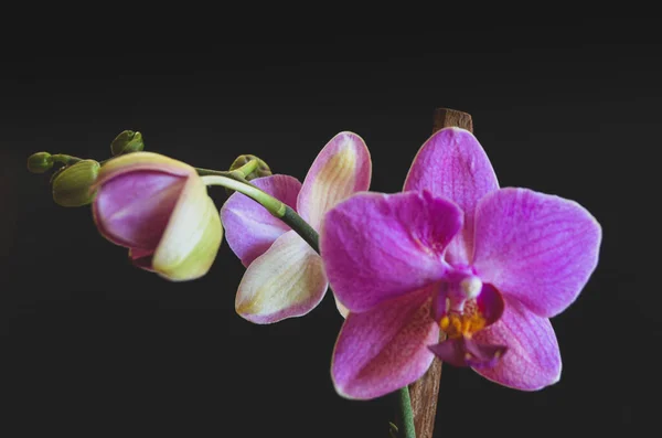 Krásná Květina Orchideje — Stock fotografie