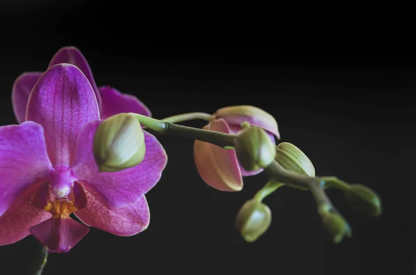 Blüte Der Lila Orchideenblume — Stockfoto