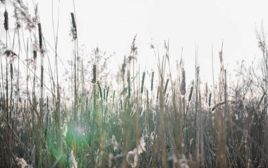 Yakalanmış güneş ışığıyla çimen yaprakları