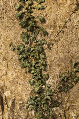 Kaba bir kayanın üzerindeki yeşil bitkiler.