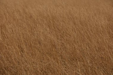 Mısır gevreği tarlası.