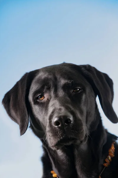 Svart Labrador Retriever Blå Bakgrund — Stockfoto