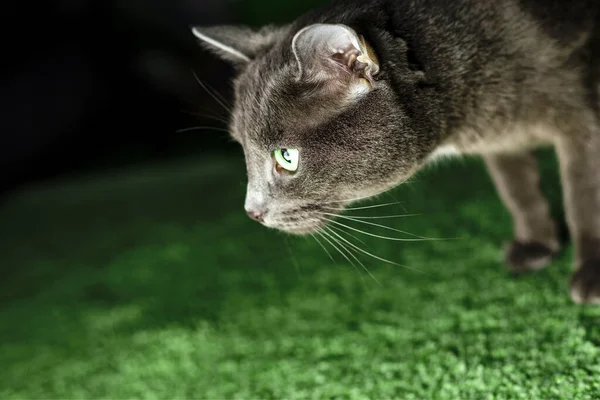 Szary Kot Zielonymi Oczami — Zdjęcie stockowe