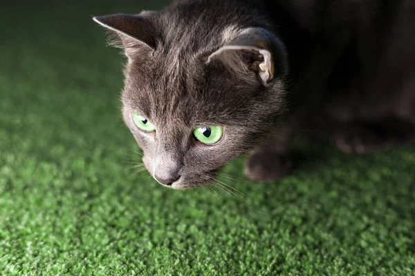 Сірий Кіт Зеленими Очима Дивиться Світло — стокове фото