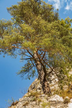Taş tepede bir ağaç yetişiyor..