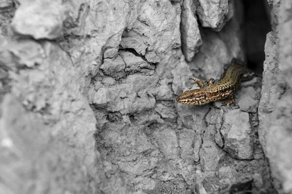 Lagarto Mira Desde Infierno — Foto de Stock