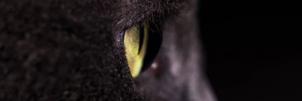 Ein Gelbgrnes Auge Einer Grauen Katze — Fotografia de Stock
