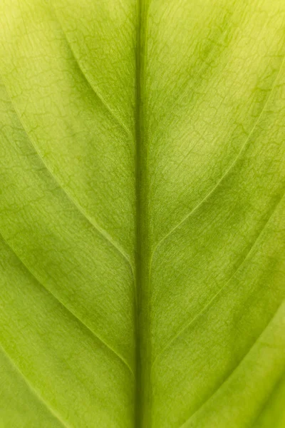 Ein Grnes Blumenblatt Mit Einem Makroobjektiv Fotografiert — Zdjęcie stockowe