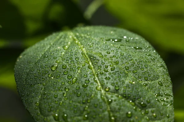 Ein Grünes Blatt Mit Tropfen Einer Peperoni Pflanze — Stockfoto