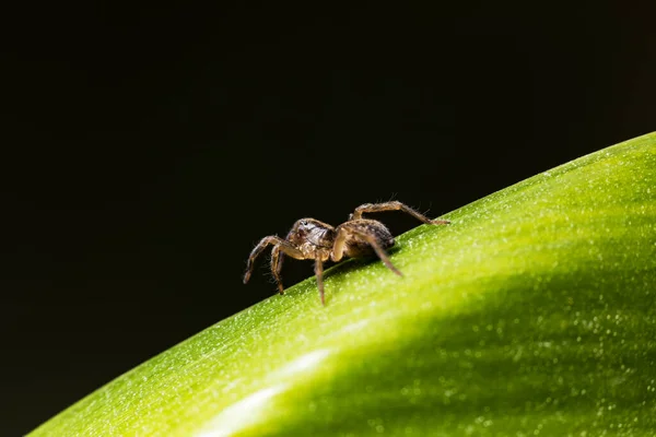 Eine Spinne Auf Einem Grnen Blatt — стокове фото