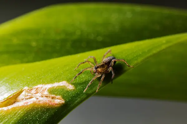 Eine Spinne Auf Einem Grnen Blatt — стокове фото