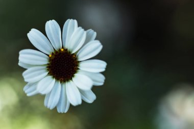 Eine kleine weie Blume, welche mit einem Makronesektiv in der Natur Fotografit wurde.