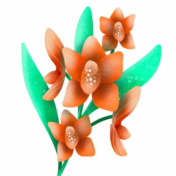Güzel Anlamlı Turuncu Orkide Çiçeği Arka Plan Izole Grafik Tasarım — Stok fotoğraf