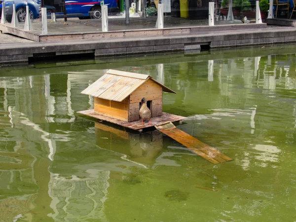 Yaban ördeği ve evindeki havuz.