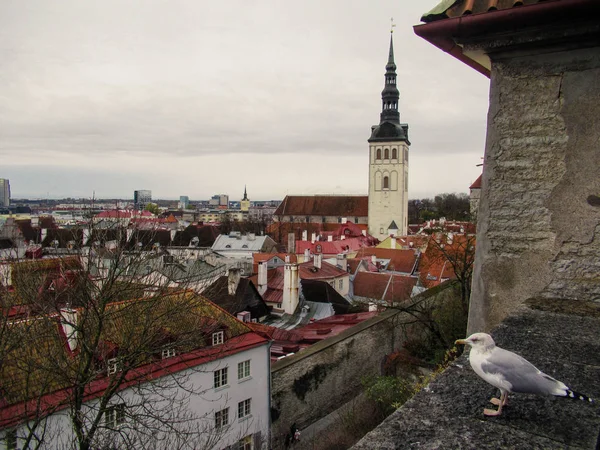 Sirály Nézi Tallinn Óvárosi Narancssárga Háztetőket Egy Felhős Napon — Stock Fotó