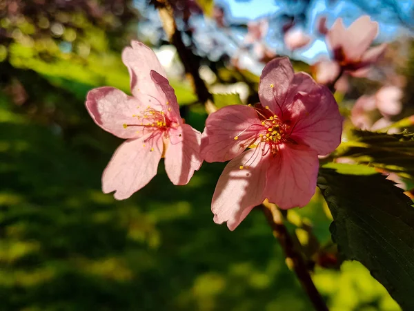 Flores Cerezo Rosa Sobre Cerezo Con Fondo Verde Borroso — Foto de Stock