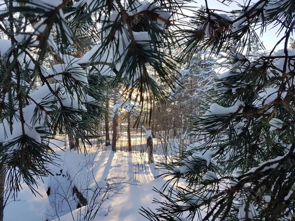 Gün batımında bir parkta koni ve iğnelerle çam ağaçlarının yakınına..