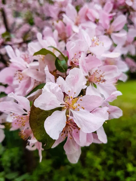 Bulanık Yeşil Arkaplanı Olan Bir Ağaçta Pembe Kiraz Çiçeklerinin Yakın — Stok fotoğraf