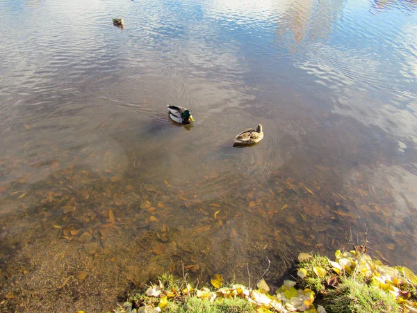 Wilde Eenden Zwemmen Een Vijver Met Bruine Bladeren Onder Water — Stockfoto
