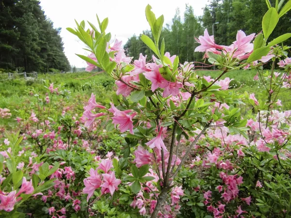 Roze Bloemen Een Tuin Met Bomen Achtergrond — Stockfoto