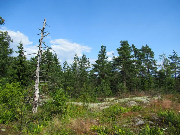 Güneşli bir günde, gri ölü bir ağaç ve yeşil ağaçlar..
