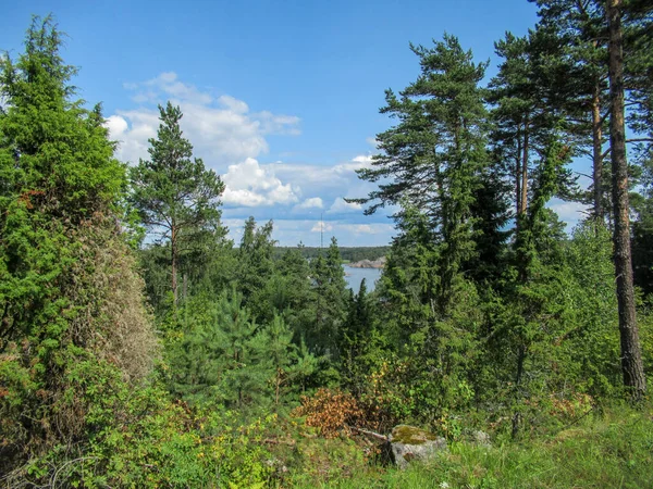 Sommige Zee Kijken Door Bomen Een Heuvel Zomer — Stockfoto