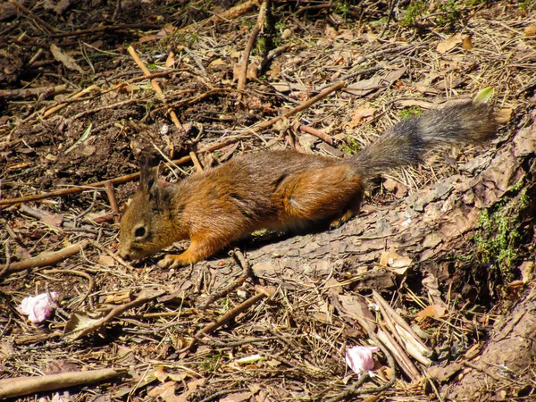 Yerde kahverengi tonları olan bir sincabın yakın çekimi..