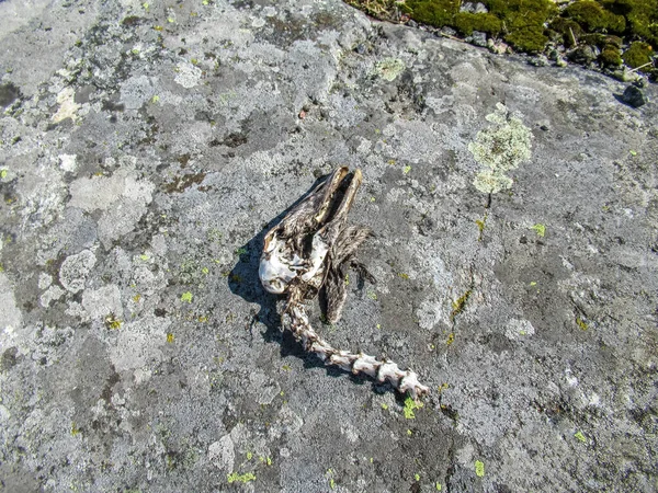 Bird Head Skeleton Some Peathers Spotted Rock — Stock fotografie