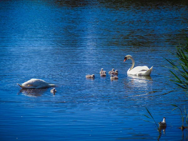 Cigni Loro Bambini Nuotano Una Baia Con Acqua Blu — Foto Stock