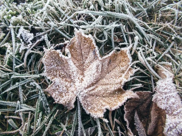 凍てついた地面に落ちた褐色のカエデの葉 — ストック写真