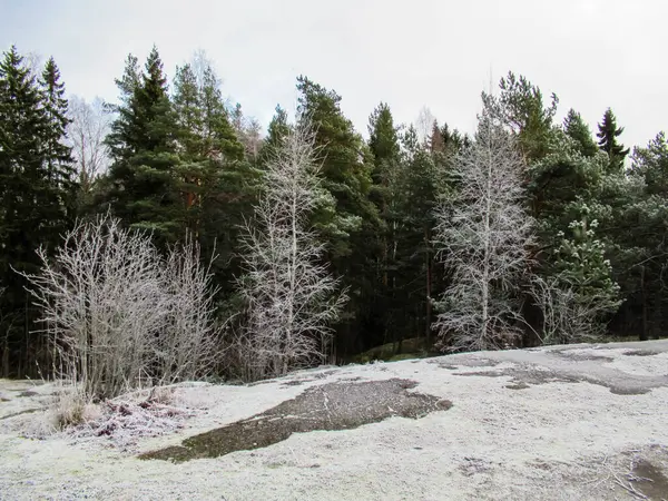Paisagem Inverno Com Árvores Verdes Brancas Dia Nublado — Fotografia de Stock