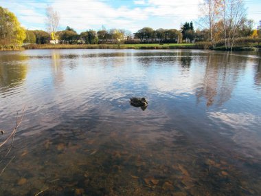 Gölette yüzen dişi yaban ördeği. Düşen yapraklar suyu görüyor..