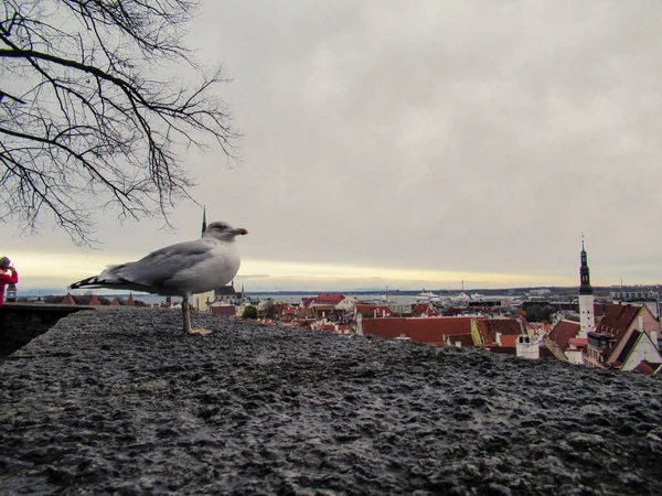 Martı Tallinn Old Town 'u aşağıdan izliyor..