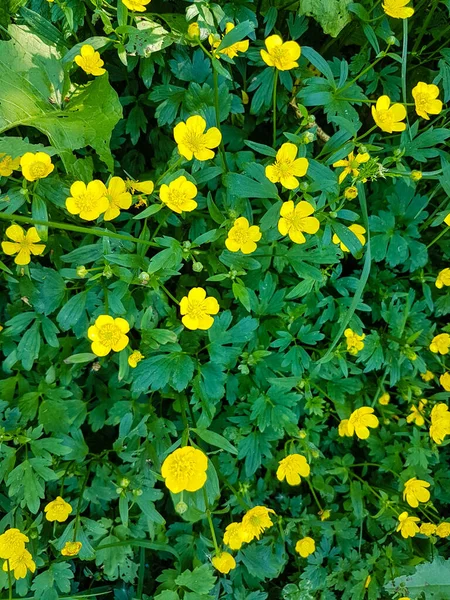 Yellow Flowers Green Leaves Summer — Stock Photo, Image