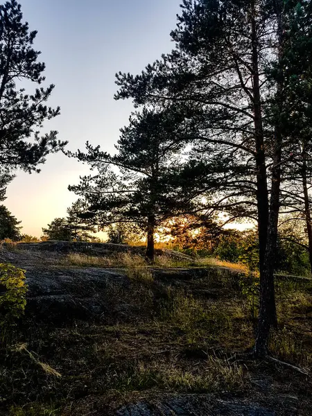 Alberi Rocce Parco Tarda Leggera Sera Estate — Foto Stock