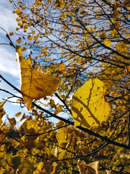 在一个阳光明媚的秋日 一只黄桦叶和枝条的特写 — 图库照片