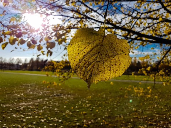 Крупный План Желтого Березового Листа Ветвей Солнечный Осенний День — стоковое фото