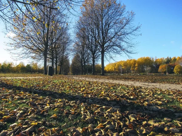 Tree-lined path in a park with fallen leaves on the ground shot from low angle. on a sunny autumn day.