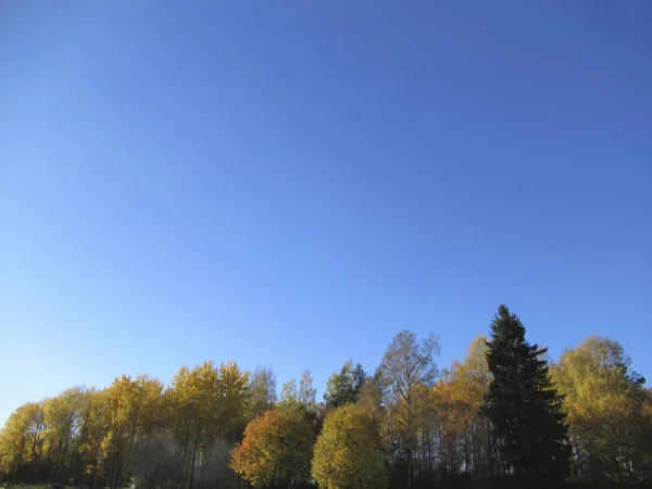 雲のない青空と秋の色の木の上 — ストック写真