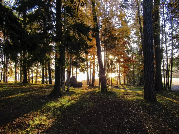 Sonbaharda Ağaçların Arasından Parlayan Güneş — Stok fotoğraf