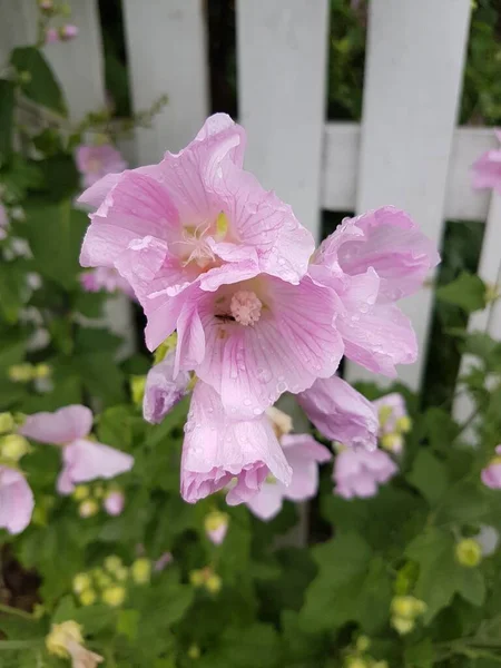 白い木製の柵の前に雨粒のピンクの花のクローズアップ — ストック写真