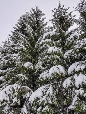 Alçak açılı karla kaplı.