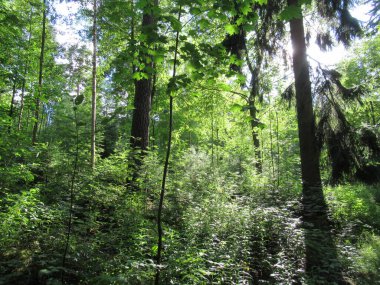 Yeşil orman, küçük ve büyük ağaçlar güzel güneş ışığında yıkanıyor..