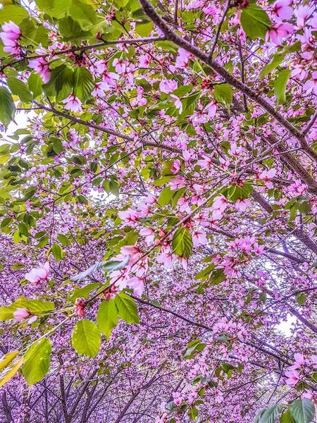 Kersenboom Met Roze Bloemen Wat Groene Bladeren — Stockfoto