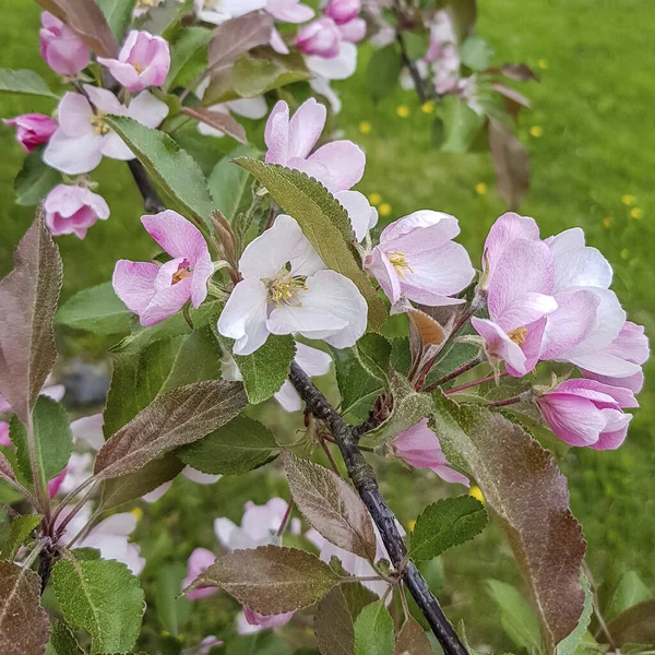 Roze Kersenbloesems Bruine Bladeren Met Groen Gras Achtergrond — Stockfoto