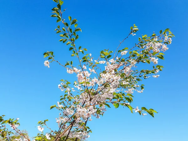 Gałąź Drzewa Wiśniowego Białymi Kwiatami Wiśni Błękitnym Niebem Jako Tło — Zdjęcie stockowe