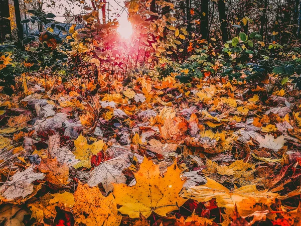 Renkli akçaağaç yaprakları bir sonbahar akşamında.