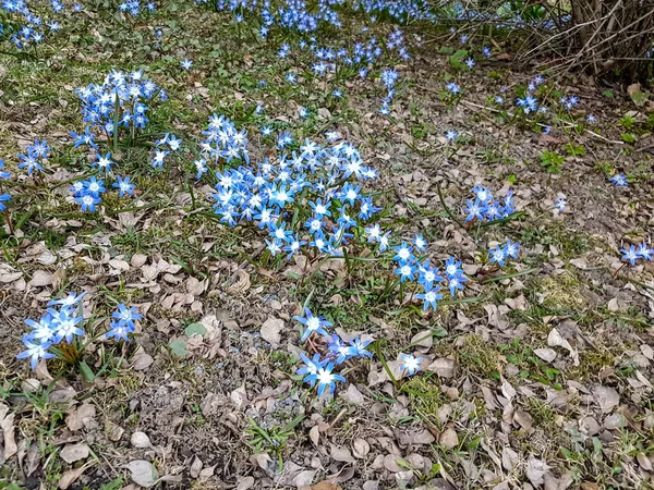 Małe Niebieskie Kwiaty Otoczone Brązowymi Martwymi Liśćmi Zieloną Trawą Wiosną — Zdjęcie stockowe