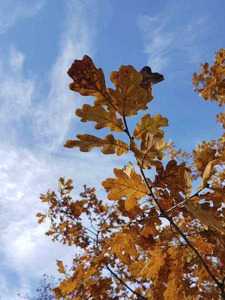 橙色的橡树叶和枝条在蓝天和白云的映衬下飞舞而下 — 图库照片
